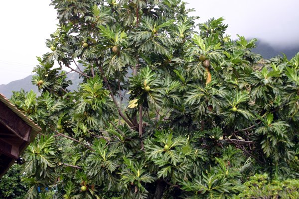 Large amazing breadfruit trees.